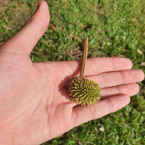 Durio zibethinus