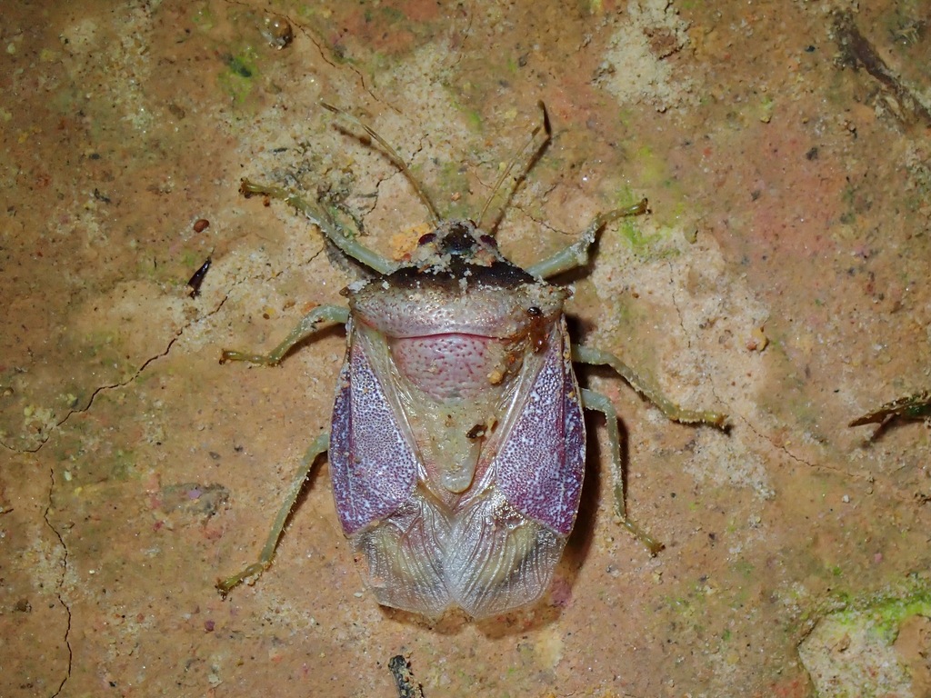 Graziasternum graziae