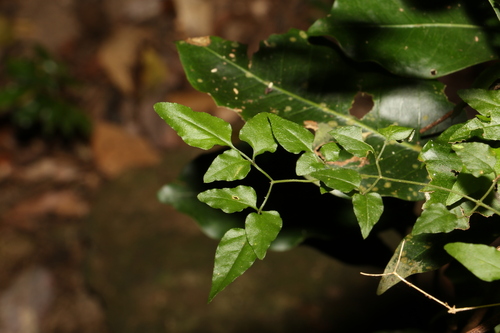 Image of Jasminum singuliflorum by (c) Greg Tasney, some rights reserved (CC BY-SA)