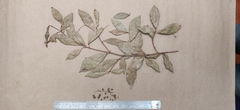Kamala (Mallotus resinosus)