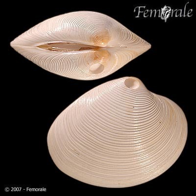 White Venus