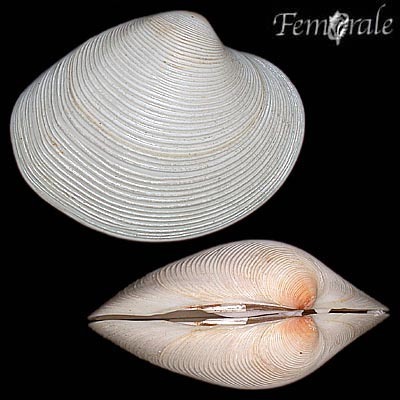 White Venus