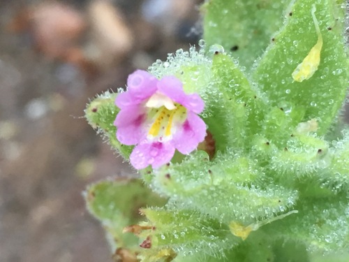Image of Erythranthe parishii by (c) Adam J. Searcy, some rights reserved (CC BY)