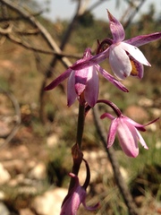 Eulophia hians hians