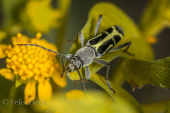 Tanyochraethes clathratus