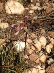 Eulophia hians hians