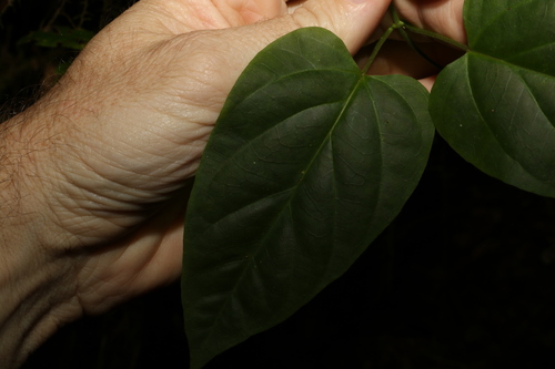 Image of Vincetoxicum paniculatum by (c) Greg Tasney, some rights reserved (CC BY-SA)