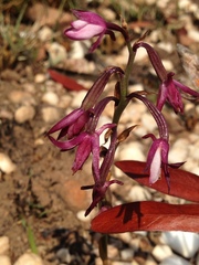 Eulophia hians hians