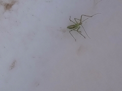 Reduviidae