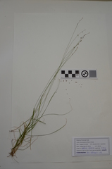 Carex brunnescens