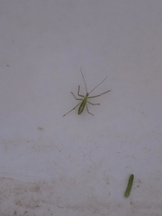 Reduviidae
