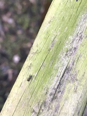 Crematogaster ashmeadi