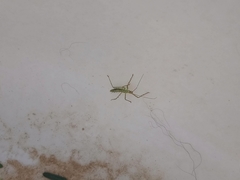 Reduviidae