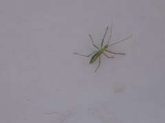 Reduviidae