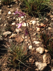 Eulophia hians hians