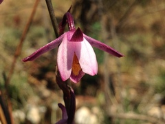 Eulophia hians hians