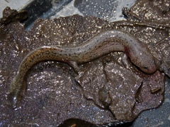 Pseudotriton montanus montanus