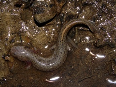 Pseudotriton montanus montanus
