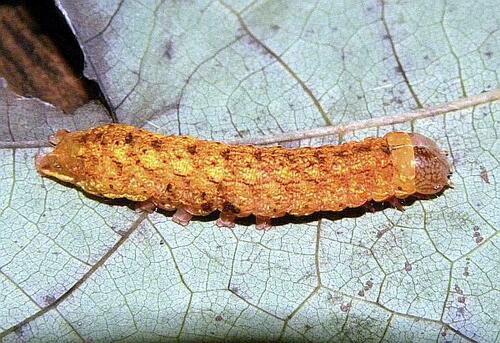 Otter Spiramater Moth photo 5