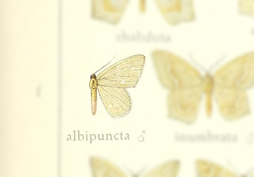 Jodis albipuncta