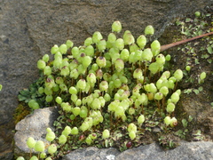 Asterella palmeri