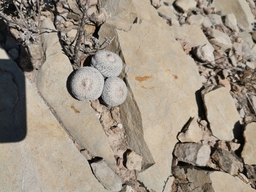 Epithelantha pulchra