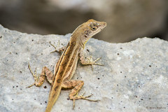 Anolis mestrei