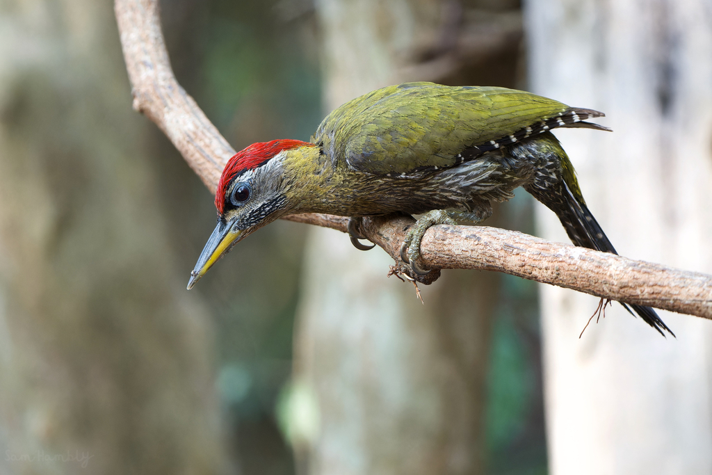 Streak-Breasted Woodpecker