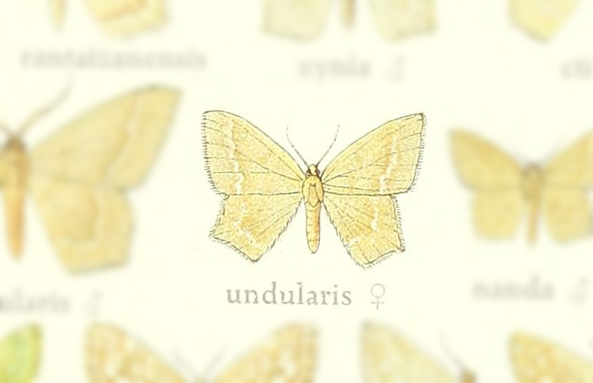 Jodis undularia
