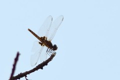 Urothemis assignata