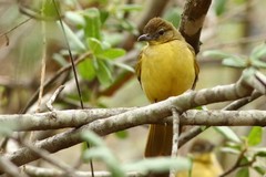 Chlorocichla flaviventris