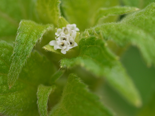 Para Cress (Blainvillea acmella)