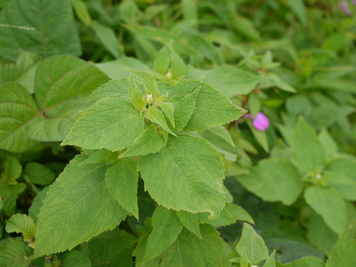 Blainvillea acmella, photograph 3