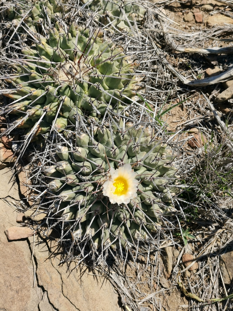 Thelocactus rinconensis, Coahuila, MX