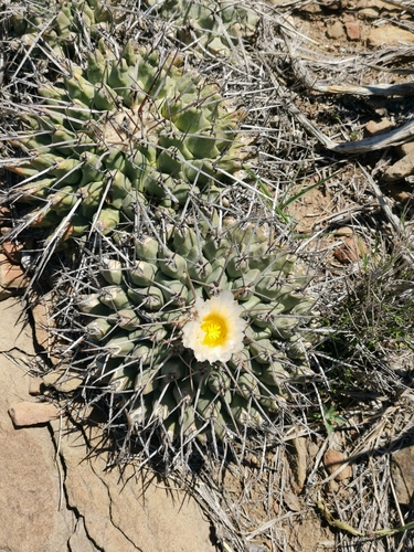 Thelocactus rinconensis