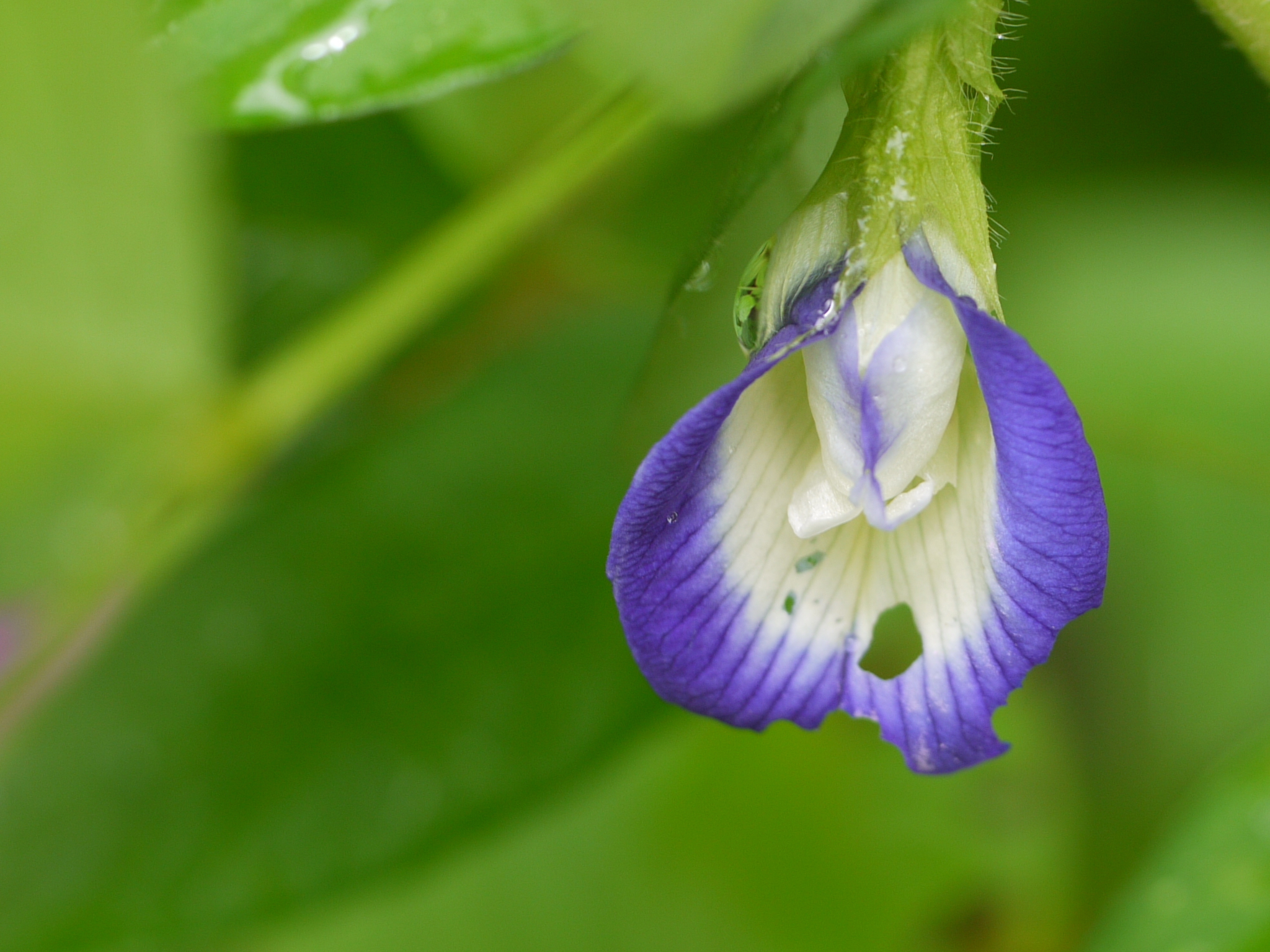 Clitoria annua
