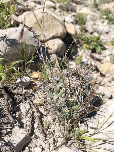 Coryphantha salinensis