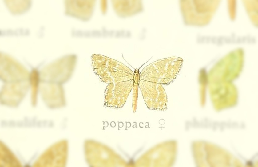 Berta poppaea