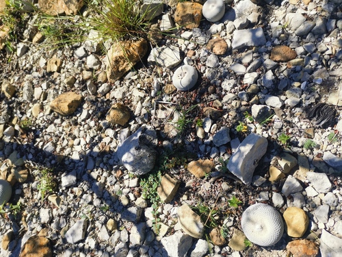 Epithelantha ilariae