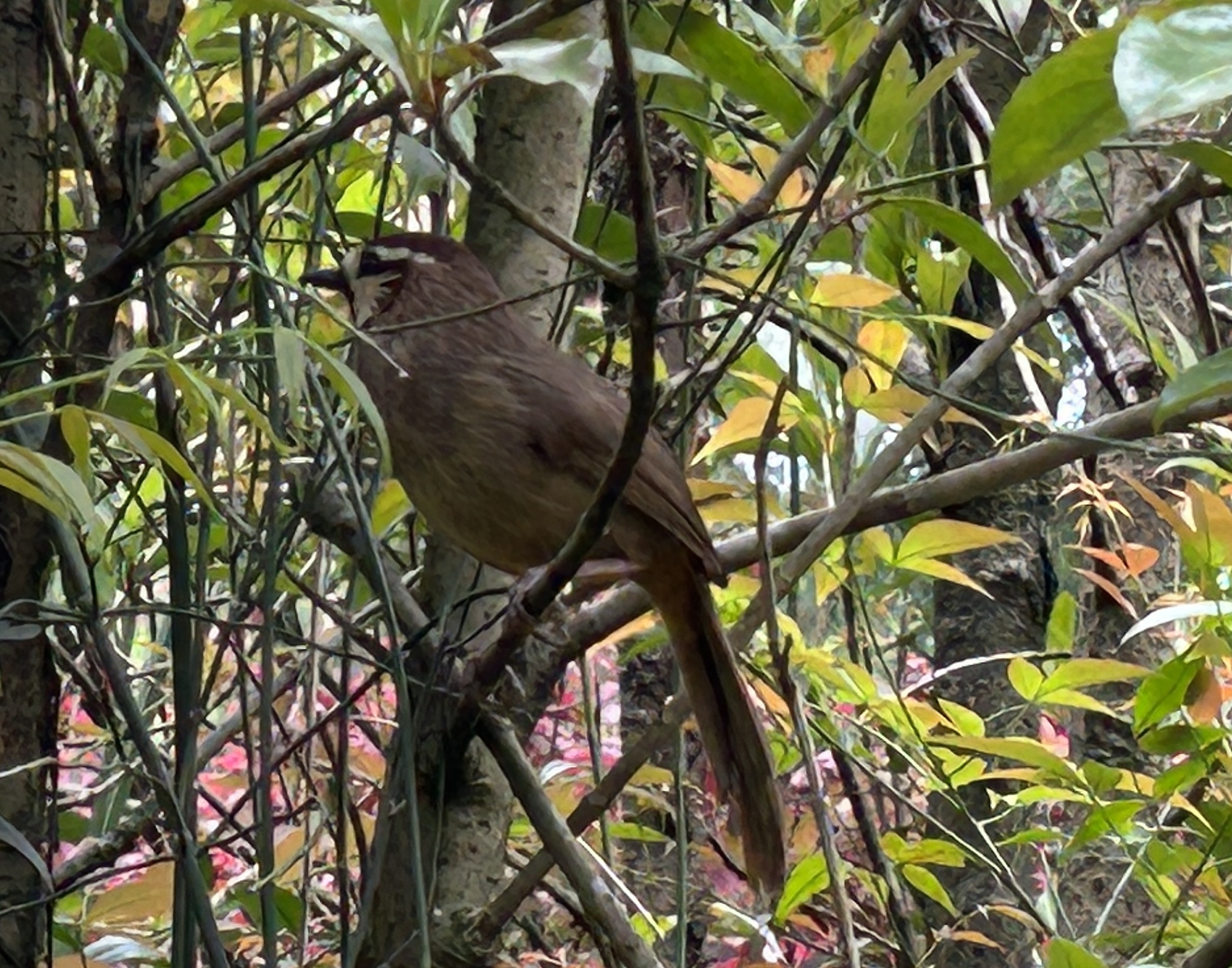 White-browed Laughingthrush