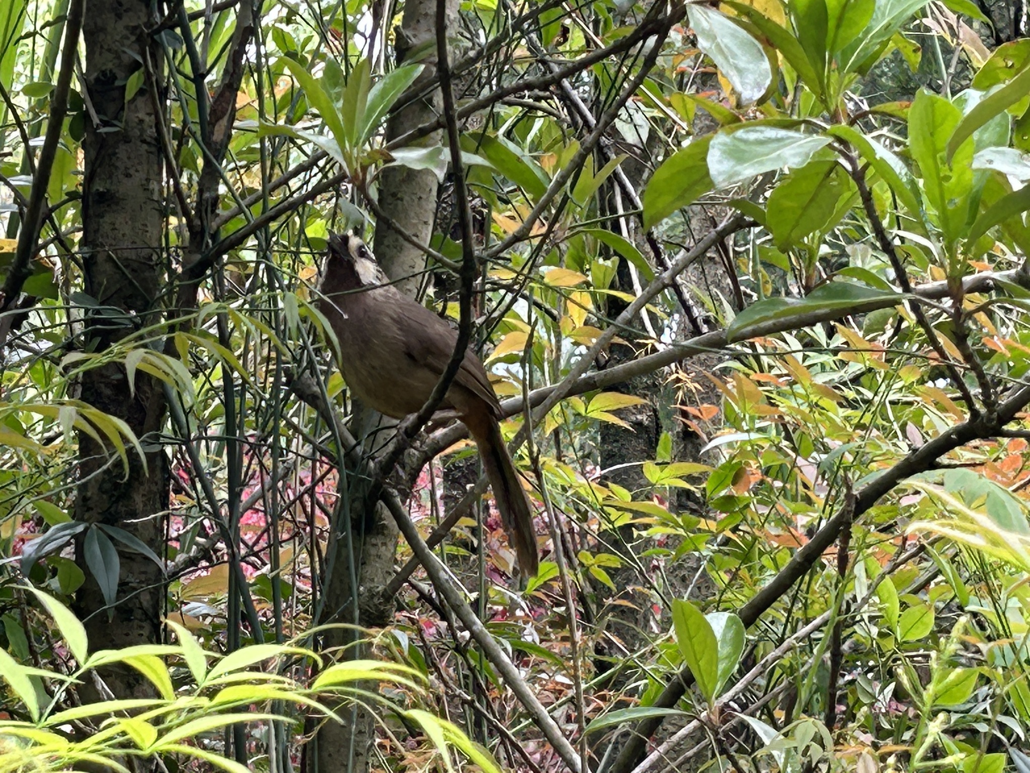 White-browed Laughingthrush