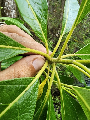 Image of Leitneria floridana by (c) Scott Allen Davis, some rights reserved (CC BY)
