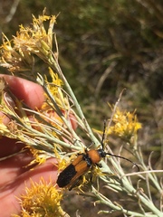 Crossidius coralinus