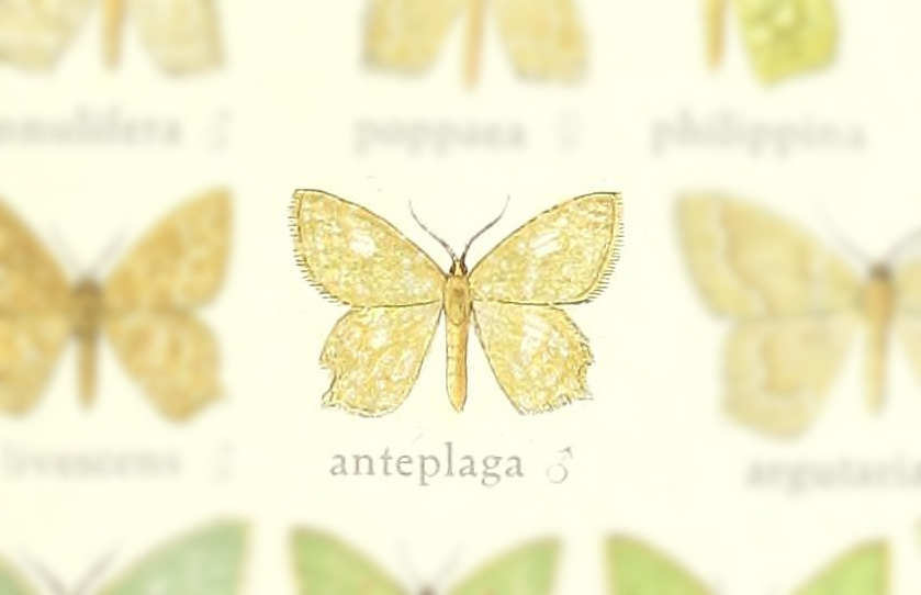 Berta anteplaga