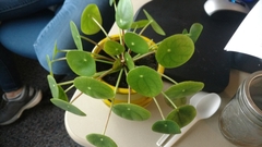 Pilea peperomioides