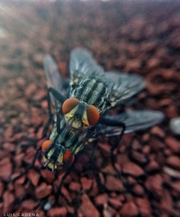 Sarcophagidae