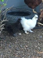 Gallus gallus domesticus