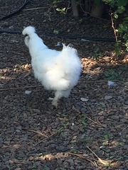 Gallus gallus domesticus