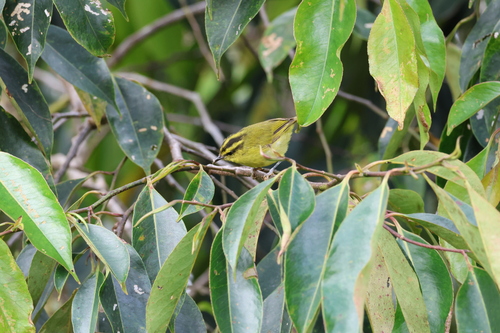 Mountain Leaf Warbler (Phylloscopus trivirgatus), photo 3