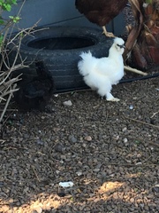 Gallus gallus domesticus